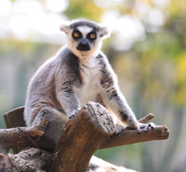 Dal üzerinde oturan lemur portresi