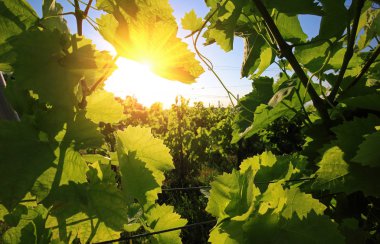 Üzüm bağında yeşil üzüm yaprakları