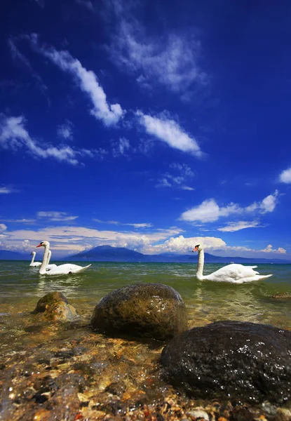 Lago Garda Italia Con Cisnes Nadadores — Foto de Stock