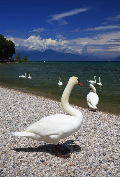Gardské Jezero Itálie Plavání Labutě — Stock fotografie