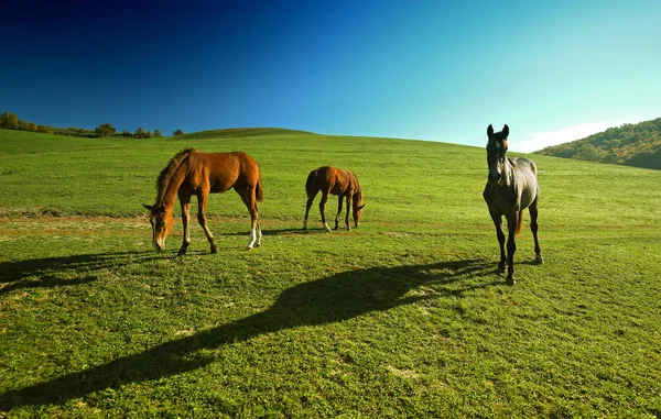 Paarden Buiten Ranch Schoonheid Landschap — Stockfoto