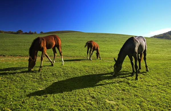 屋外の美しさの風景の牧場の馬 — ストック写真
