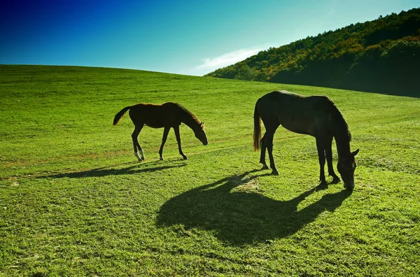 Лошади Свежем Воздухе Ранчо — стоковое фото