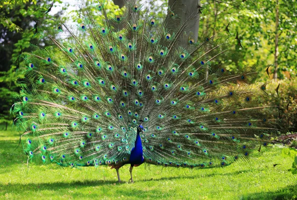 Colorido Pavo Real Con Enorme Cola Abierta — Foto de Stock