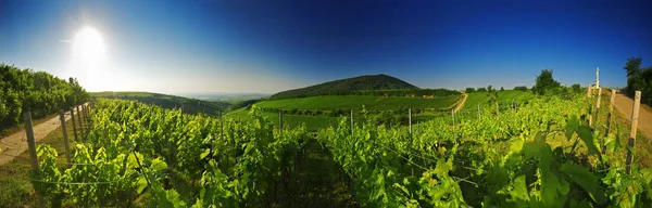 Wijngaard Villany Hongarije Panoramisch Uitzicht — Stockfoto