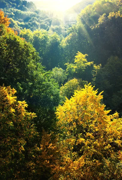Forêt Colorée Dans Vallée Automne — Photo