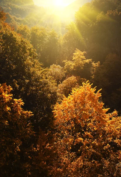 Floresta Colorida Vale Outono — Fotografia de Stock