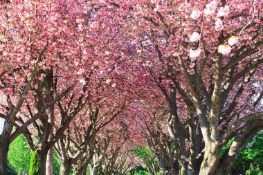 Üst, çiçek açan kiraz ağaçları bahar