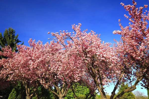 Вершина Цветущих Вишневых Деревьев Весной — стоковое фото