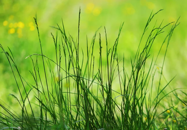 Zielonej Trawy Łąka Tle — Zdjęcie stockowe