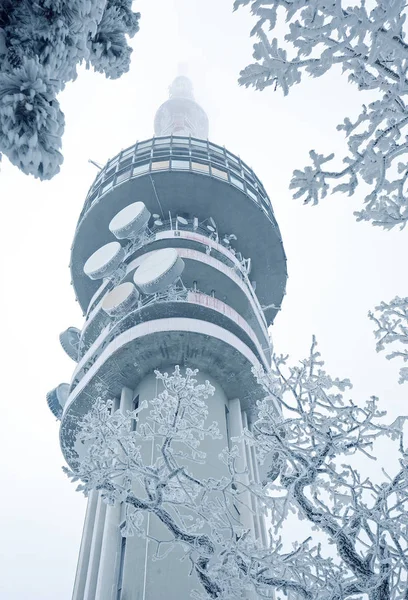 Torre Inverno Entre Árvores — Fotografia de Stock