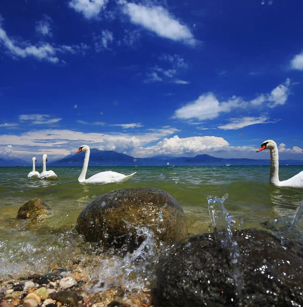 Озеро Гарда Италия Плавающими Лебедями — стоковое фото