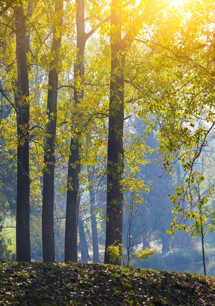 Красочные Леса Деревья Осенью — стоковое фото