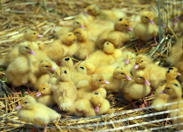 Group of small chicken among straw