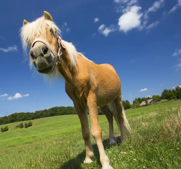 Malý Poník Kůň Venku Létě — Stock fotografie