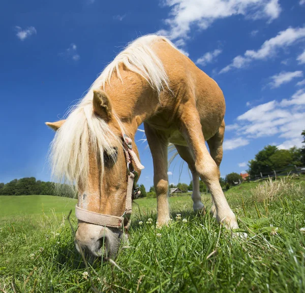 Liten Ponny Häst Utomhus Sommaren — Stockfoto