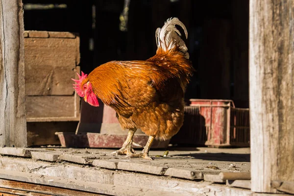 户外农场的鸡和鸡 — 图库照片