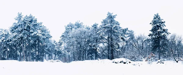 Bosque Pinos Invierno Panorama Paisaje — Foto de Stock