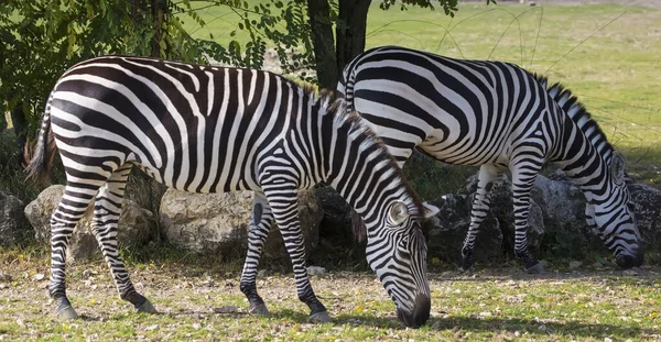 Two Stripped Zebras Grazing Outdoor — Stock Photo, Image