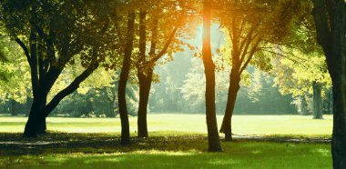 Sonbaharda güneşli güzel bir park