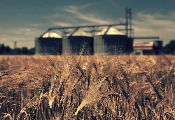 Ферма Пшеничне Поле Зерновими Силосами Сільського Господарства — стокове фото