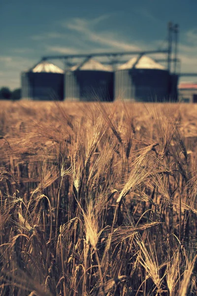 Farma Pole Pszenicy Silosami Zbożowymi Dla Rolnictwa — Zdjęcie stockowe