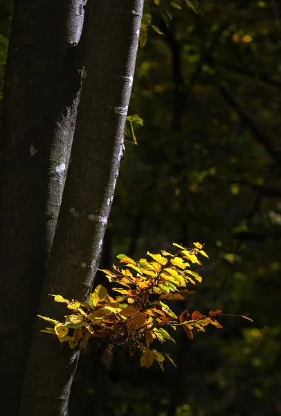 Detail Autumn Forest Branch — Stock Photo, Image