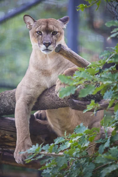 Cougar Animal Relajarse Árbol — Foto de Stock