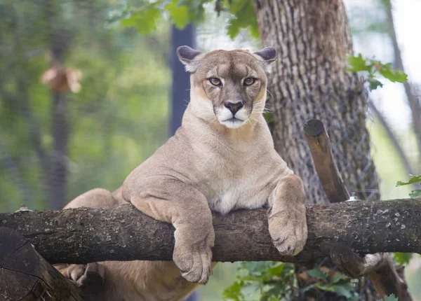 Puma Tier Entspannt Sich Auf Baum — Stockfoto