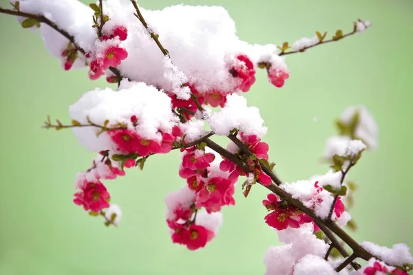 春天里覆盖着雪的花 — 图库照片