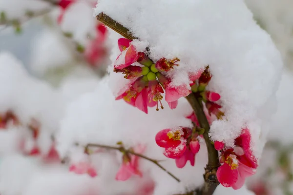 春天里覆盖着雪的花 — 图库照片