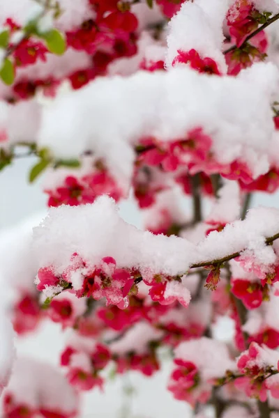 Snö Täckt Blomma Våren — Stockfoto