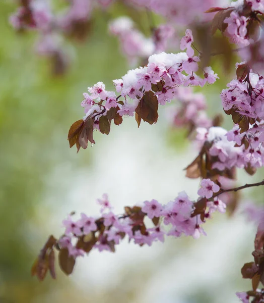 Flor Cubierta Nieve Primavera — Foto de Stock