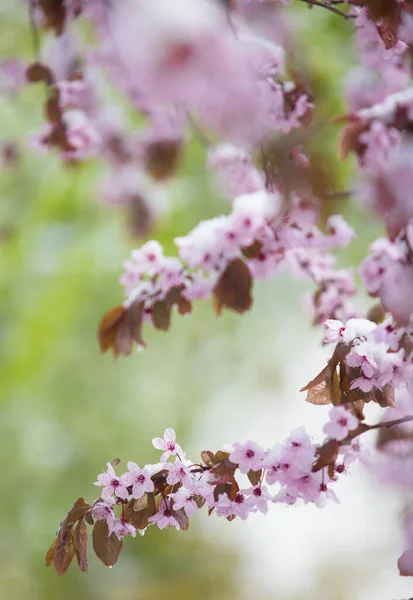 Заснеженный Цветок Весной — стоковое фото