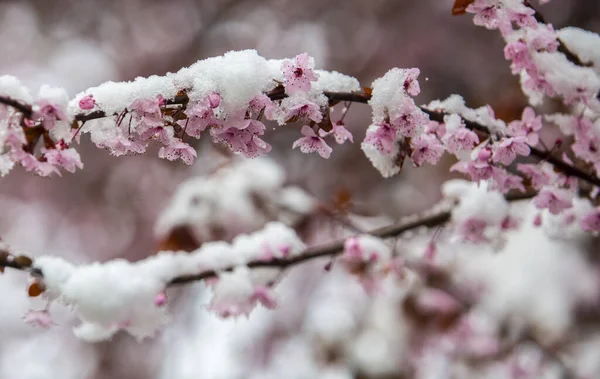 春天里覆盖着雪的花 — 图库照片