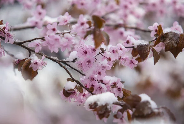 Snö Täckt Blomma Våren — Stockfoto