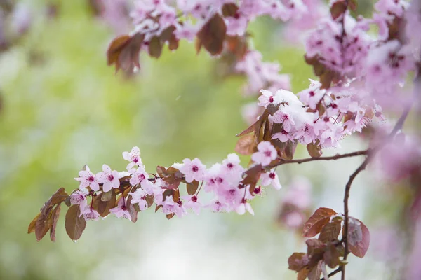Заснеженный Цветок Весной — стоковое фото