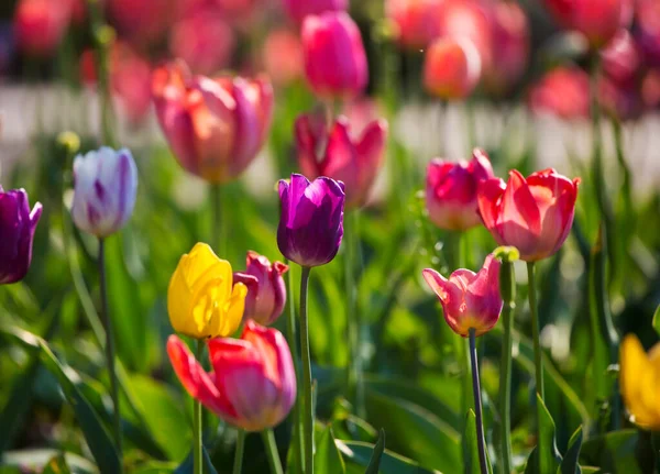 Tulpanfält Med Många Blommande Blommor — Stockfoto