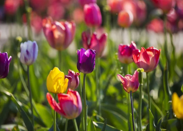 Campos Tulipas Com Muitas Flores Florescentes Fotos De Bancos De Imagens Sem Royalties