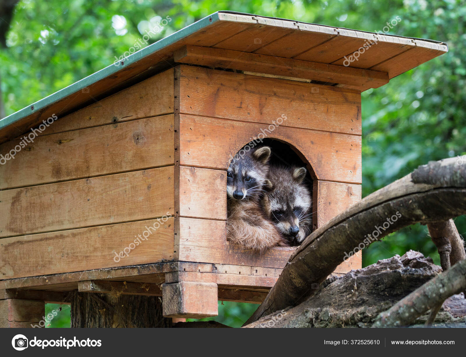 Two Racoons Resti Wooden House — Stock Photo © joruba75 #372525610
