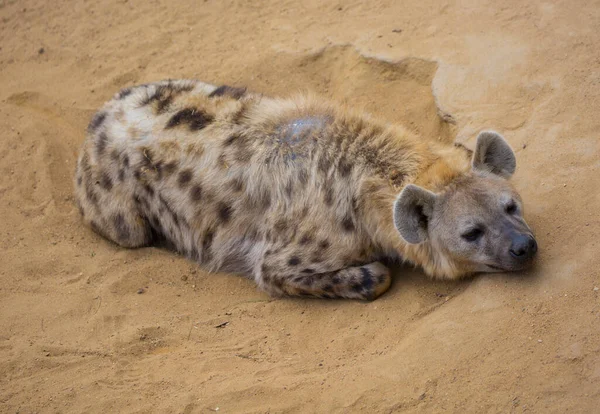 Hyena Pihen Homokban Sivatagban — Stock Fotó