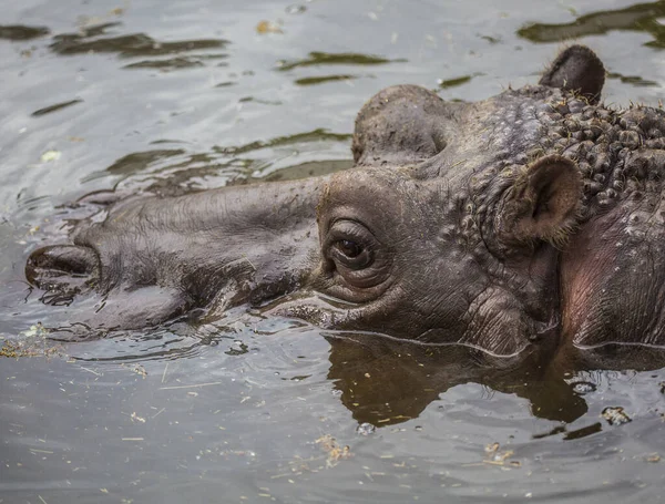 Hippo Uma Água Verde Escura — Fotografia de Stock