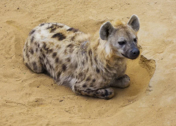 Hyena Pihen Homokban Sivatagban — Stock Fotó