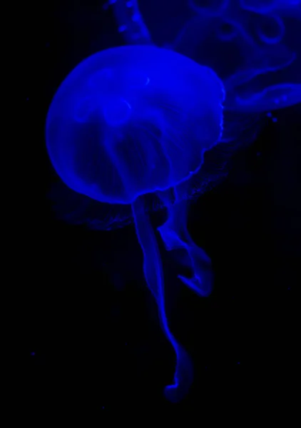 Blue Jelly Fish Float Water — Stock Photo, Image