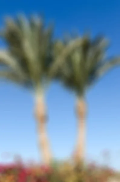 Egypt travel theme blur background — Stock Photo, Image