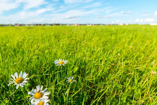 Erba verde e nuvole bianche — Foto Stock