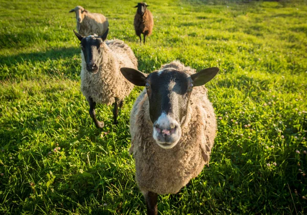 Πρόβατα σε ένα καταπράσινο γρασίδι — Φωτογραφία Αρχείου