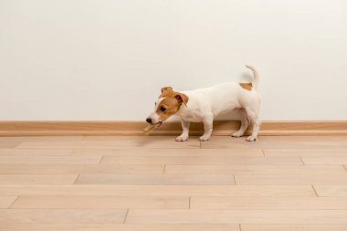 jack Russell terrier yavrusu