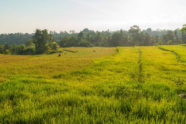 Bali 'deki pirinç tarlası