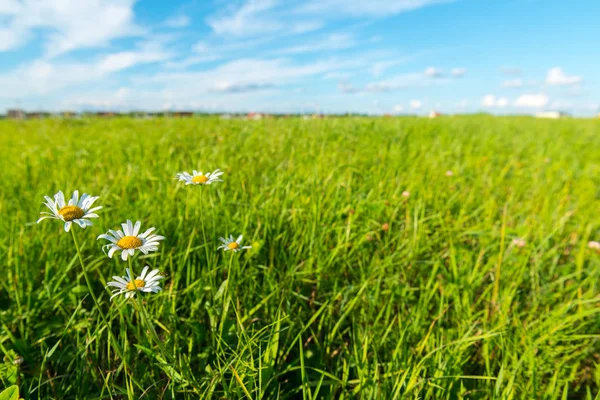 Erba verde e nuvole bianche — Foto Stock